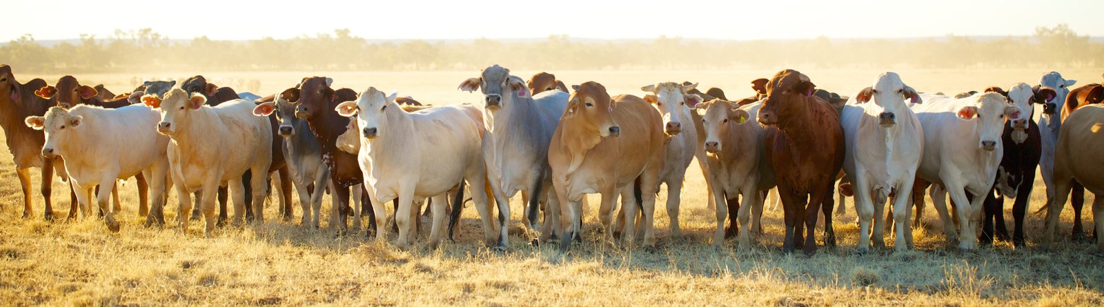 Feed Sources - Beef Cattle Image