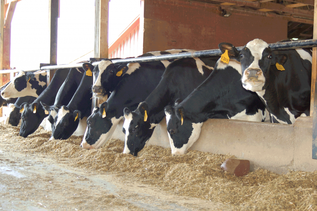 Nutritional products for dairy cattle