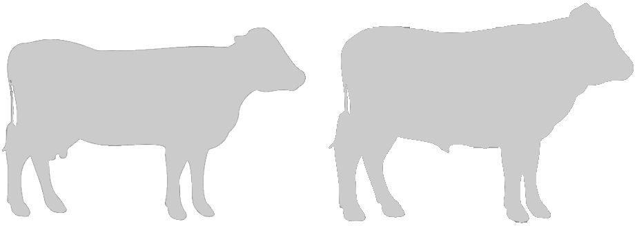 Dairy Cattle Icon