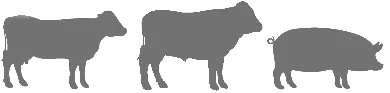 Livestock_Beef_Dairy_Swine_Icons_Large_Dark_Grey Livestock Icons